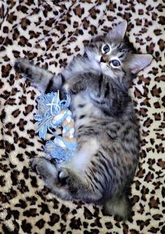 American Bobtail Female Tabby kitten for sale