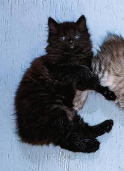 American Bobtail, Female, Black, kitten, for sale, 