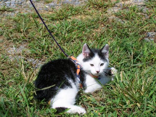 American Bobtail Kitten Black White Bicolor Leash Training