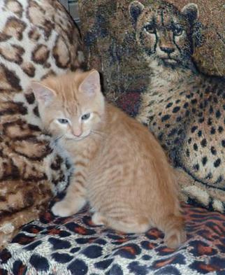 Red Tabby, Male, American Bobtail, Kitten for sale, Lynx tail,