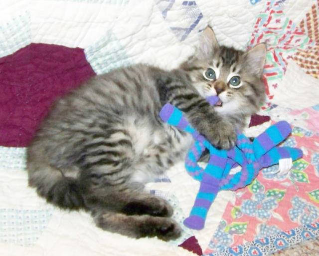 American Bobtail kitten for sale, bobtail, male, blue, silver, medium, long coat, fun, usa, mentone, alabama, boy, tabby, buy, sell, want, kitten, 
