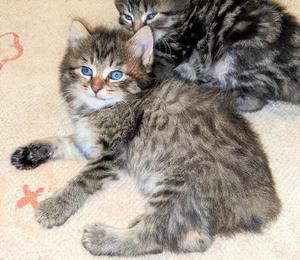American Bobtail, Spotted, Tabby,  Female, Kitten, for sale,