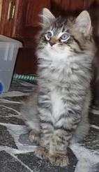 American Bobtail kitten for sale, male, mackerel tabby,