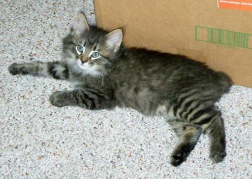 American Bobtail Kitten for sale, buy, Black Silver, Mackerel Tabby,  Male,, buy, sell, want, kitten, mentone, al, usa, 