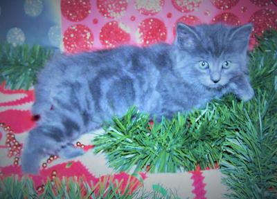 American Bobtail Male kitten for sale Blue Silver Classic Marble Tabby 