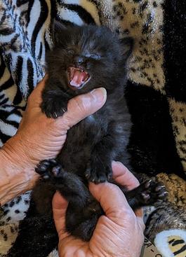 American Bobtail, Classic Tabby, Male, Kitten, for sale,