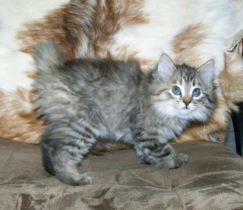 American Bobtail Kitten for sale, medium, long, coat, torbie, tortie, tabby, light, coat, fur, female, blue, silver, buy, sell, alabama, usa, mentone, 