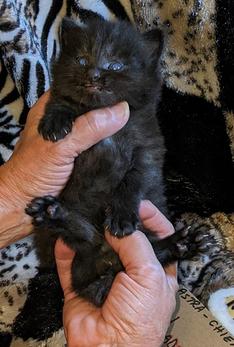 American Bobtail, Classic Tabby, Male, Kitten, for sale,
