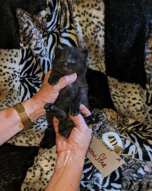 American Bobtail, Classic Tabby, Male, Kitten, for sale,