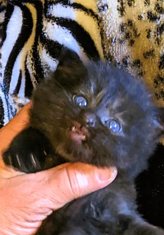 American Bobtail, Classic Tabby, Male, Kitten, for sale,