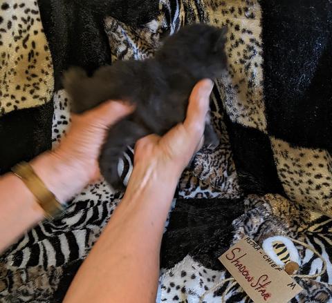 American Bobtail, Classic Tabby, Male, Kitten, for sale,