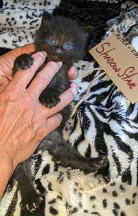 American Bobtail, Classic Tabby, Male, Kitten, for sale,