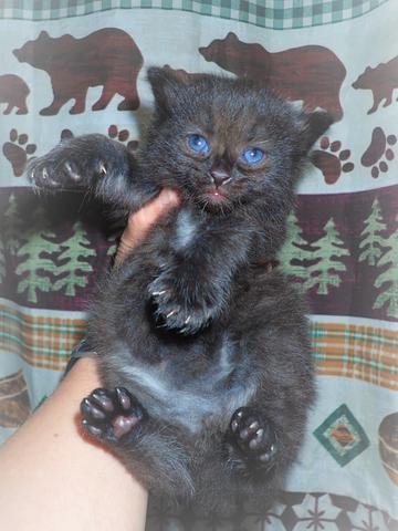 Black, American Bobtail, Kitten, for Sale,