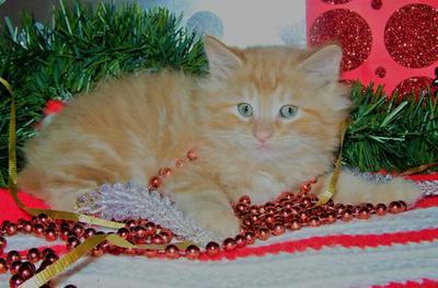 Twin to Rhydd American Bobtail Red Classic Tabby Male with white paw for sale