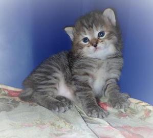 American Bobtail, Kitten, For Sale, Torbie, Tabby, 