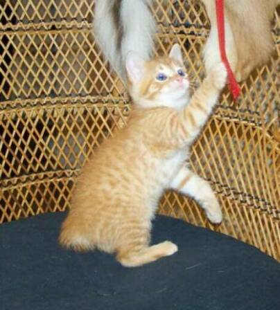 American Bobtail kitten spotted tabby male red