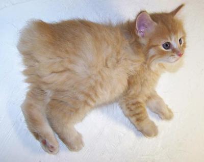 Red Tabby Medium Long Coat American Bobtail Male Kitten for sale