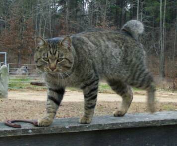 male american bobtail with facial shields and muscular adult body