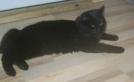 American Bobtail Queen Black Cat long hair coat