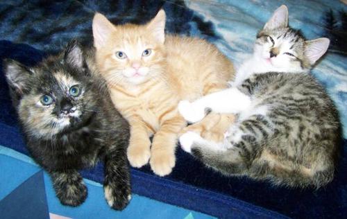 American Bobtail Kittens Tortie Red Tabby Black Silver Spotted Tabby
