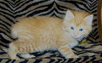 American Bobtail kitten for sale  male christmas xmas toys stuffed animals medium long coat