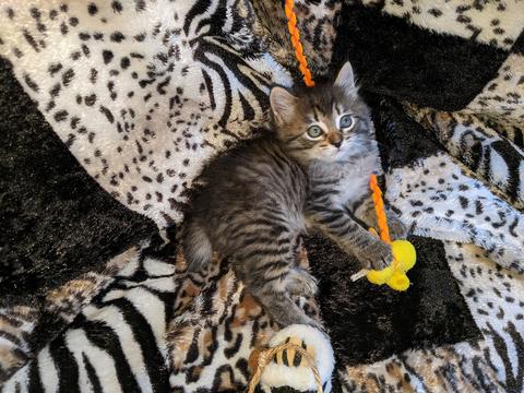 American Bobtail, Spotted, Mackerel,Tabby, Female, Kitten, for sale,