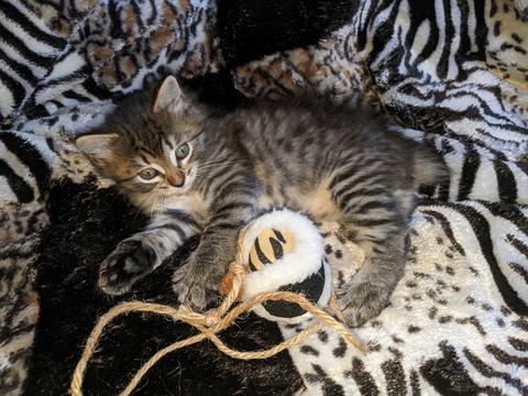 American Bobtail, Spotted, Mackerel,Tabby, Female, Kitten, for sale,