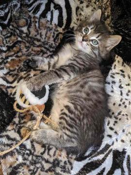 American Bobtail, Spotted, Mackerel,Tabby, Female, Kitten, for sale,