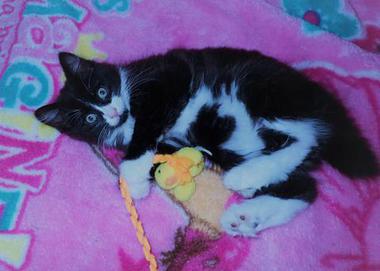 American Bobtail, Female, Kitten, Black and White, socks, 