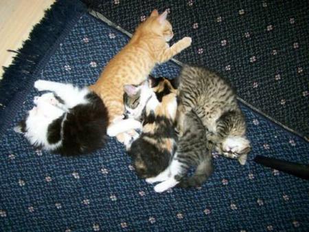 American Bobtail Kitten "Pile of kittens"