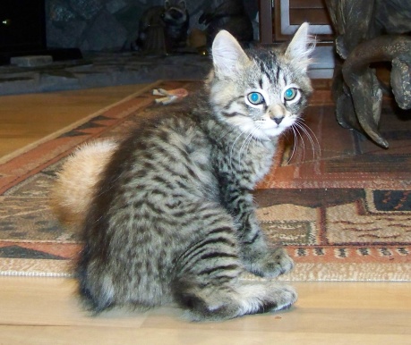 bobtail tabby