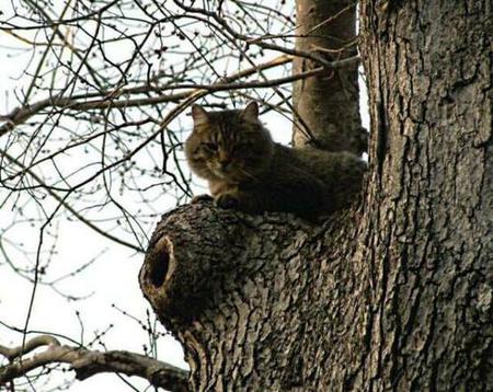 American Bobtail male with face shields