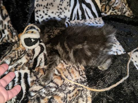 American Bobtail, Classic Tabby, Male, Kitten, for sale,