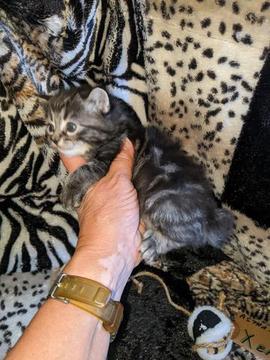 American Bobtail, Classic Tabby, Male, Kitten, for sale,