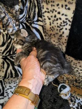 American Bobtail, Classic Tabby, Male, Kitten, for sale,