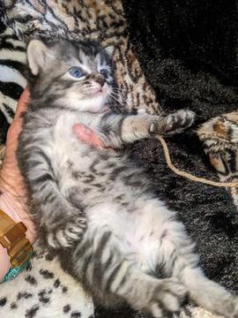 American Bobtail, Classic Tabby, Male, Kitten, for sale,