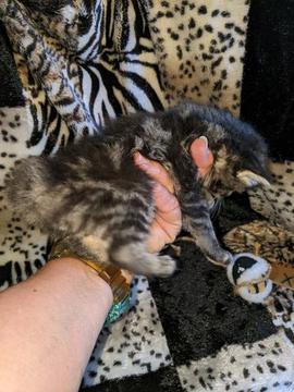 American Bobtail, Classic Tabby, Male, Kitten, for sale,