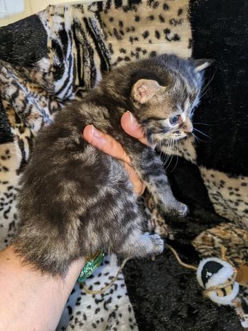 American Bobtail, Classic Tabby, Male, Kitten, for sale,