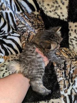 American Bobtail , Mackerel Tabby, male, kitten, for sale,