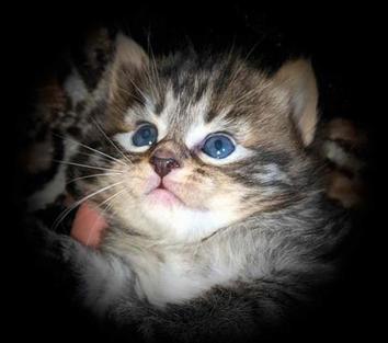 American Bobtail , Mackerel Tabby, male, kitten, for sale,