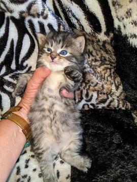American Bobtail , Mackerel Tabby, male, kitten, for sale,