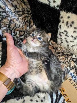 American Bobtail , Mackerel Tabby, male, kitten, for sale,