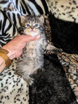 American Bobtail , Mackerel Tabby, male, kitten, for sale,