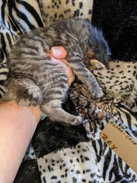 American Bobtail , Mackerel Tabby, male, kitten, for sale,