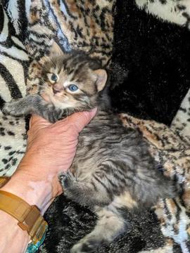 American Bobtail , Mackerel Tabby, male, kitten, for sale,