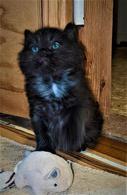 American Bobtail, Black, Male, Kitten, for sale,