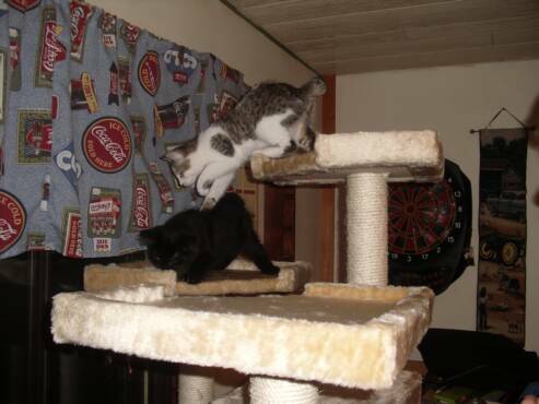 American Bobtail kittens get along