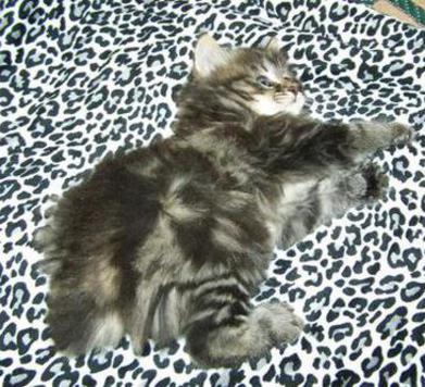 Black Classic Tabby Female Bobtail kitten for sale