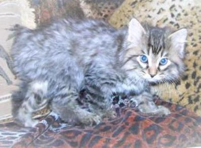 Blue Silver Spotted Mackerel Tabby American Bobtail Male Kitten for sale