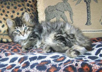 Black  Silver Tabby Female Kitten for sale